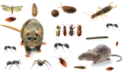 Bi-state Pest Control Pest Services